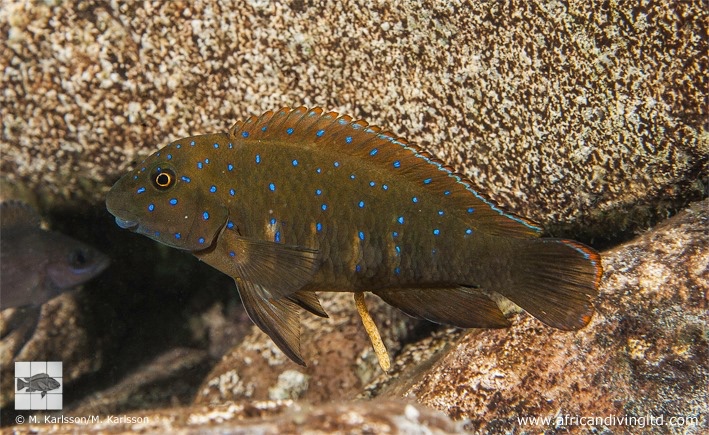 Eretmodus cyanostictus 'Kalepa Island'